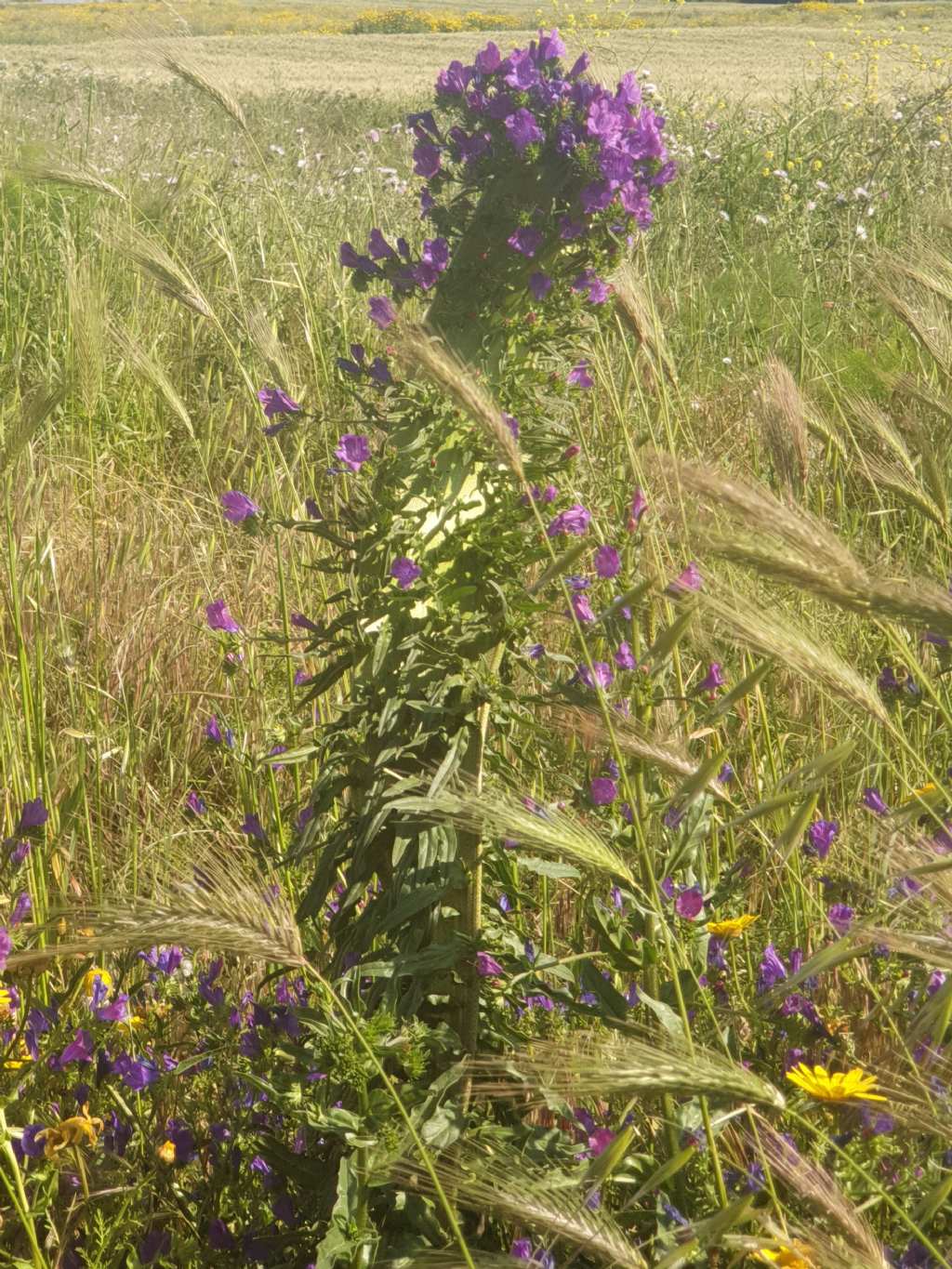 ... fasciazione ... su Echium?